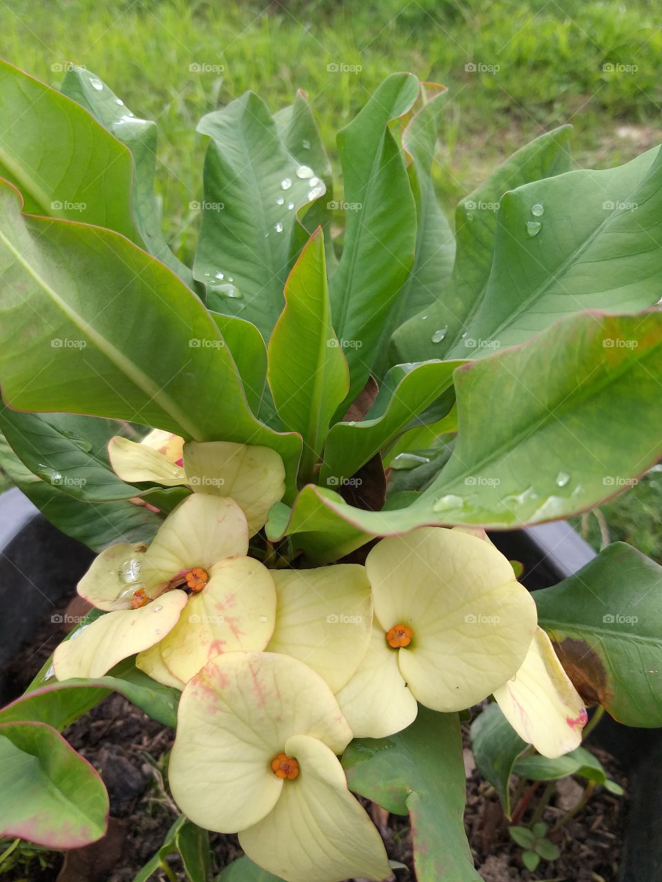 Corona de espinas amarilla