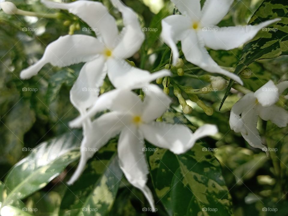 White flowers