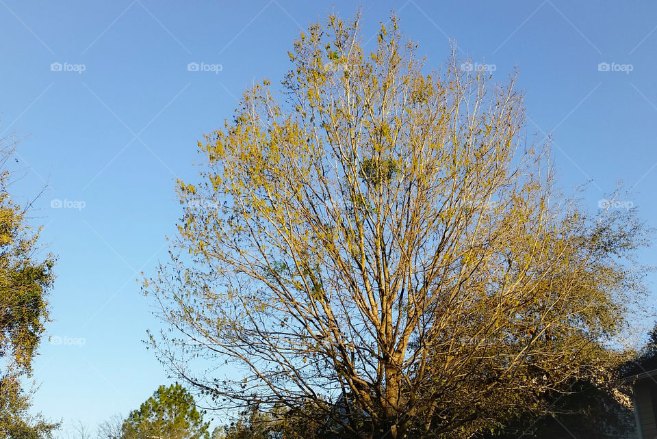 Tree, No Person, Fall, Landscape, Leaf