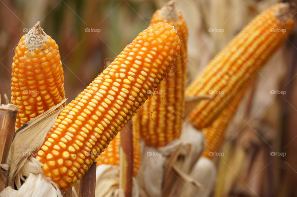 The end of the begining