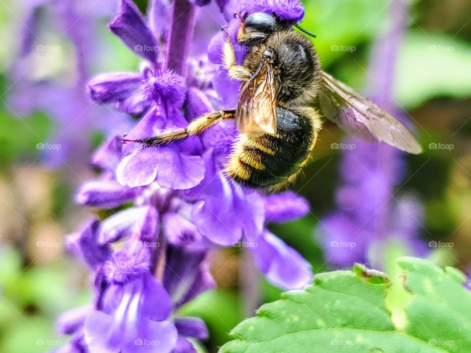 Bumble bee pollinating a purple mystic spires flower