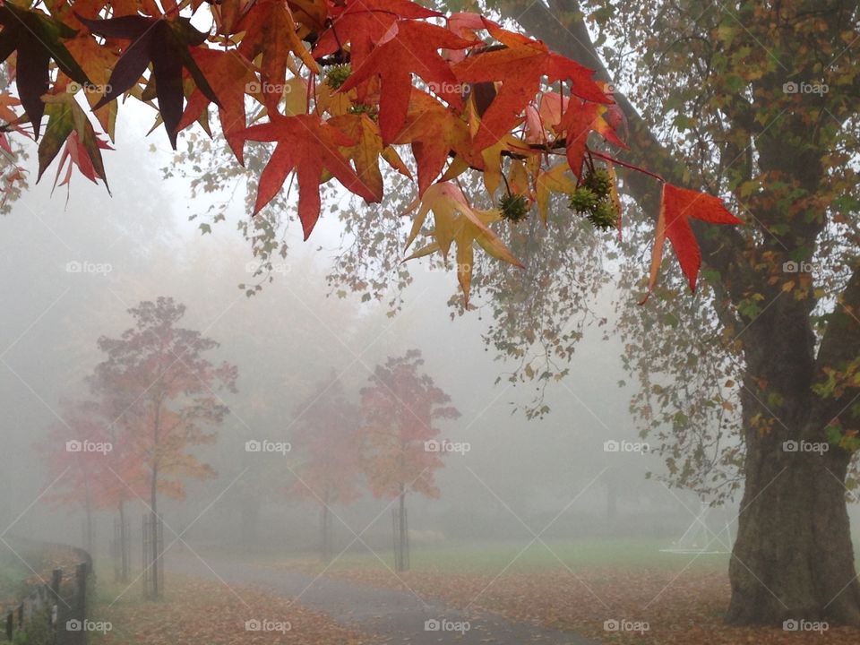 Leaves in the mist