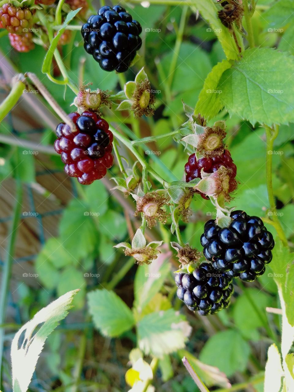 blackberry in my garden