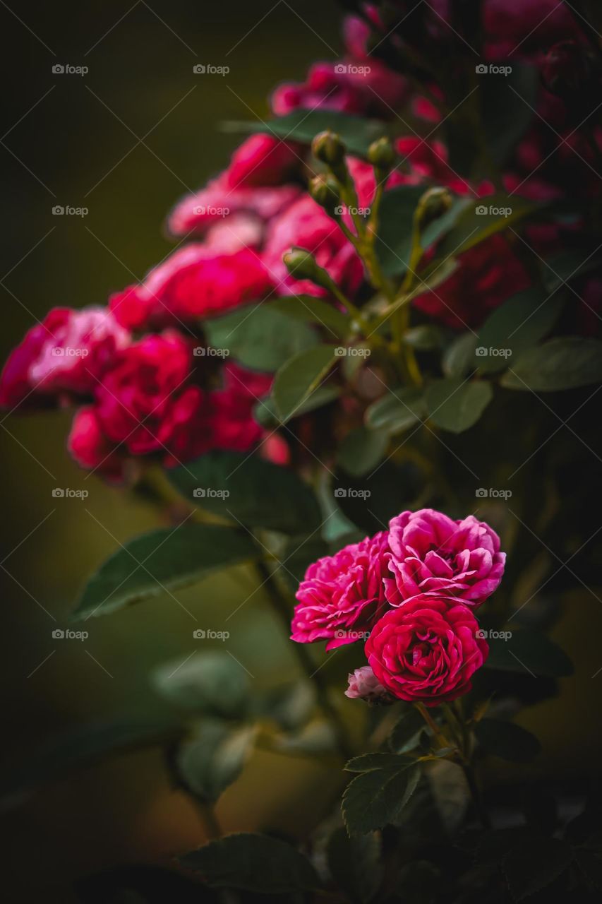 greenery plants love