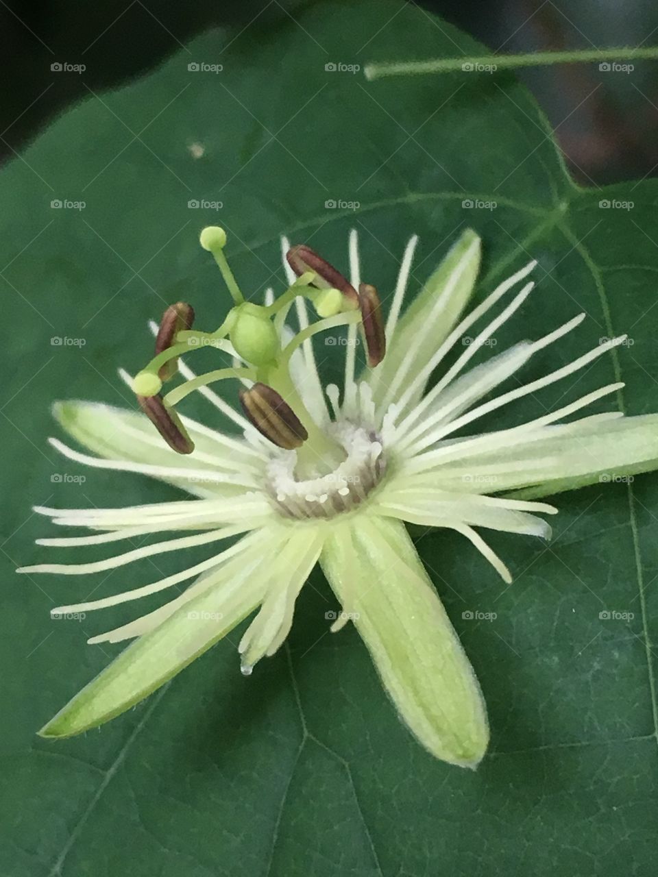 White passionflower 
