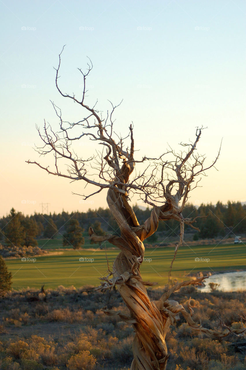 trees lake golf juniper by mmcook