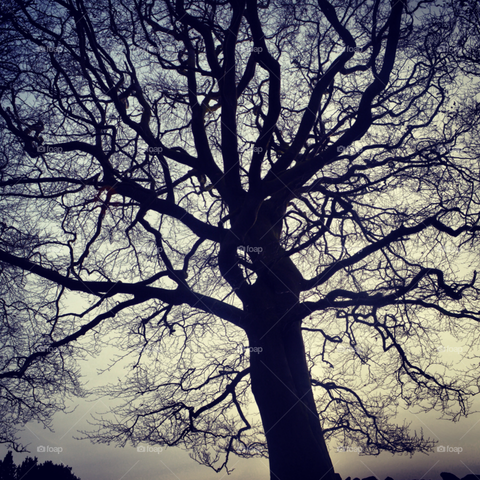 sky nature pretty tree by ItsmeBradders