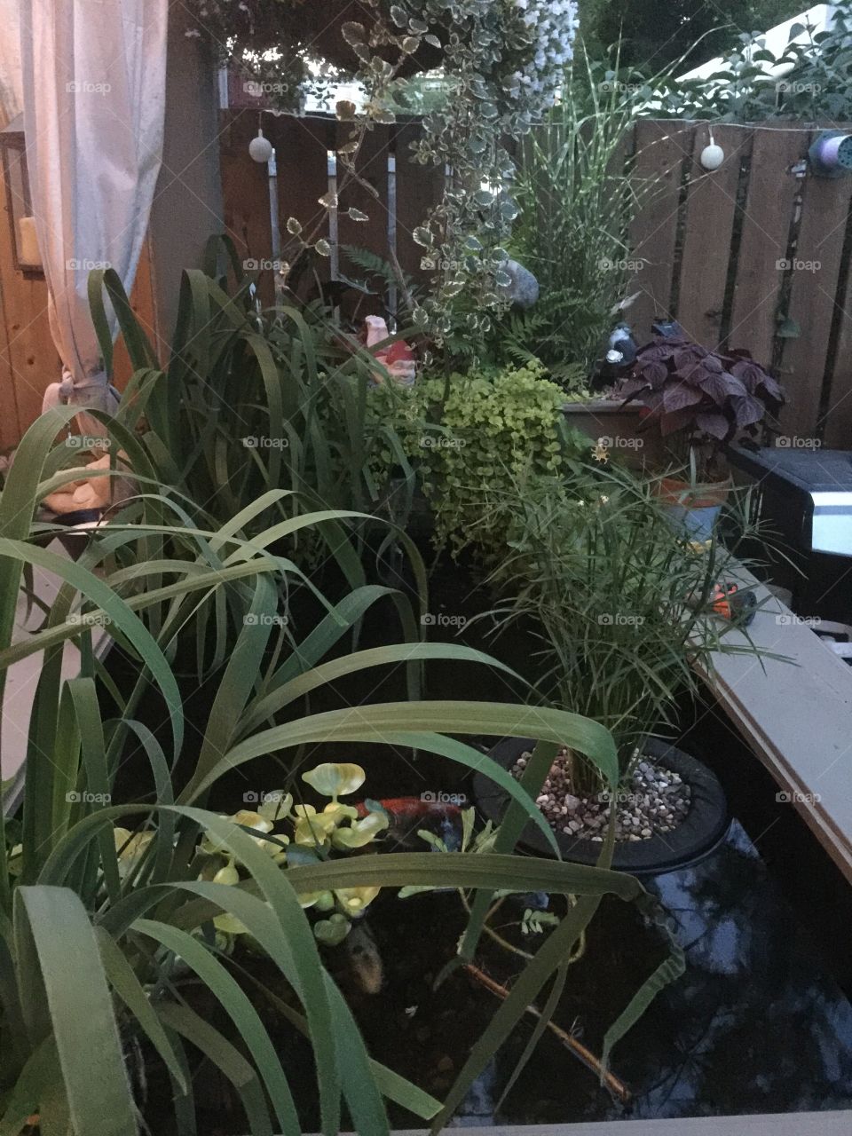 Flower, Garden, Greenhouse, Pot, Flora