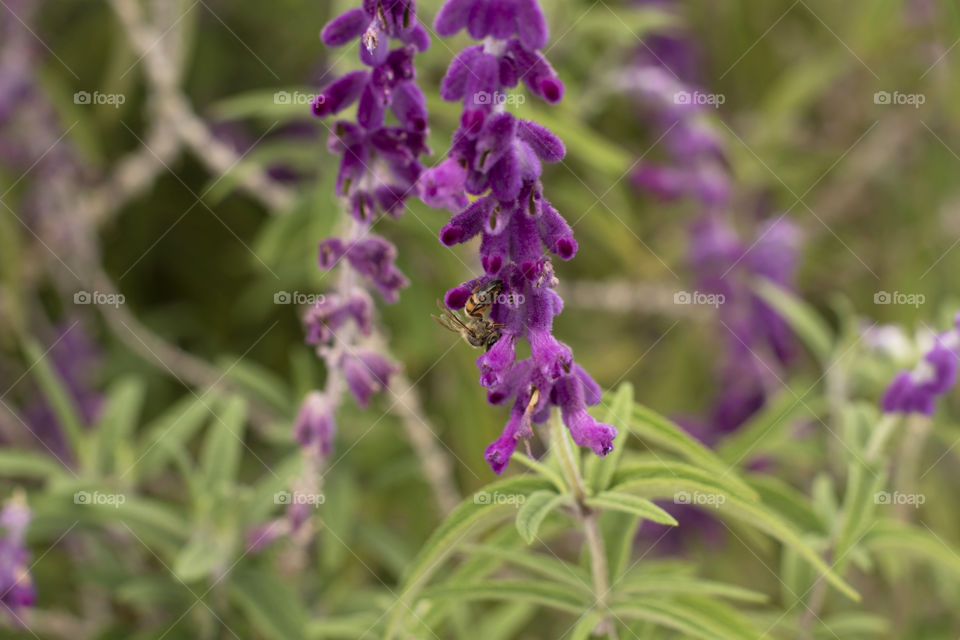 Garden in spring with pink flowers and bee in bloom