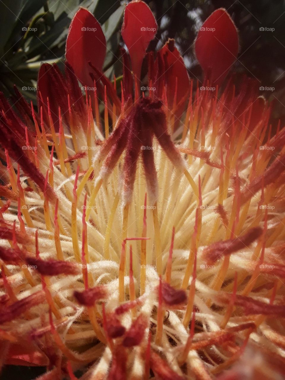 A beautiful display of protea plant.