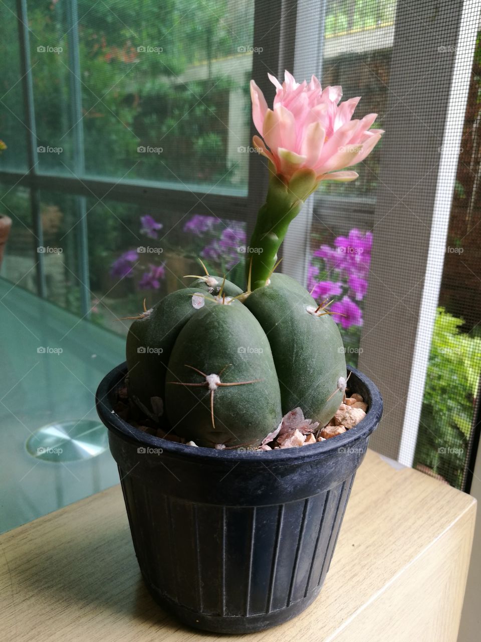 cactus plant with beautiful pink flower.