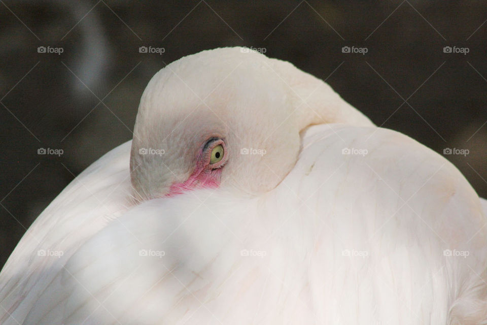 Pink flamingo green eyes feathery