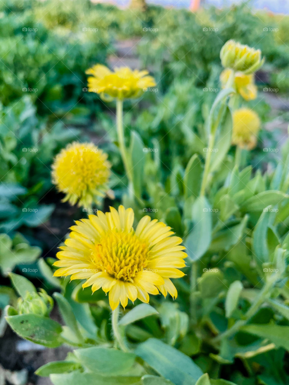 Portraits of plants 