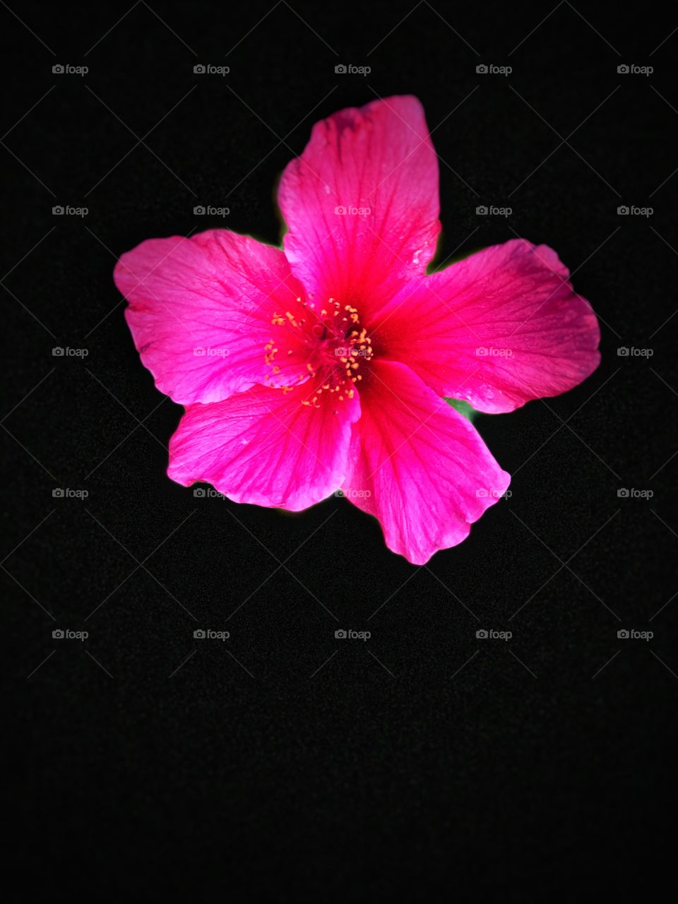 Spectacular and Beautiful Tropical Hibiscus ! Perfect Canvas Art, Metal Art, Screensavers Greeting Cards, Desktop!