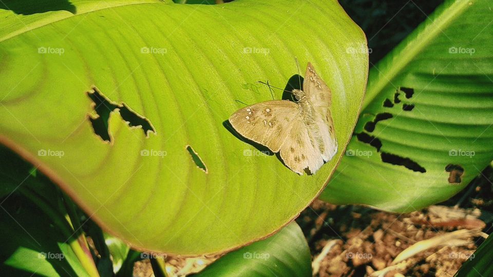 The winged nahokada butterfly