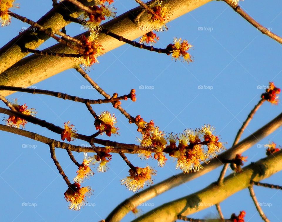 Spring blossom