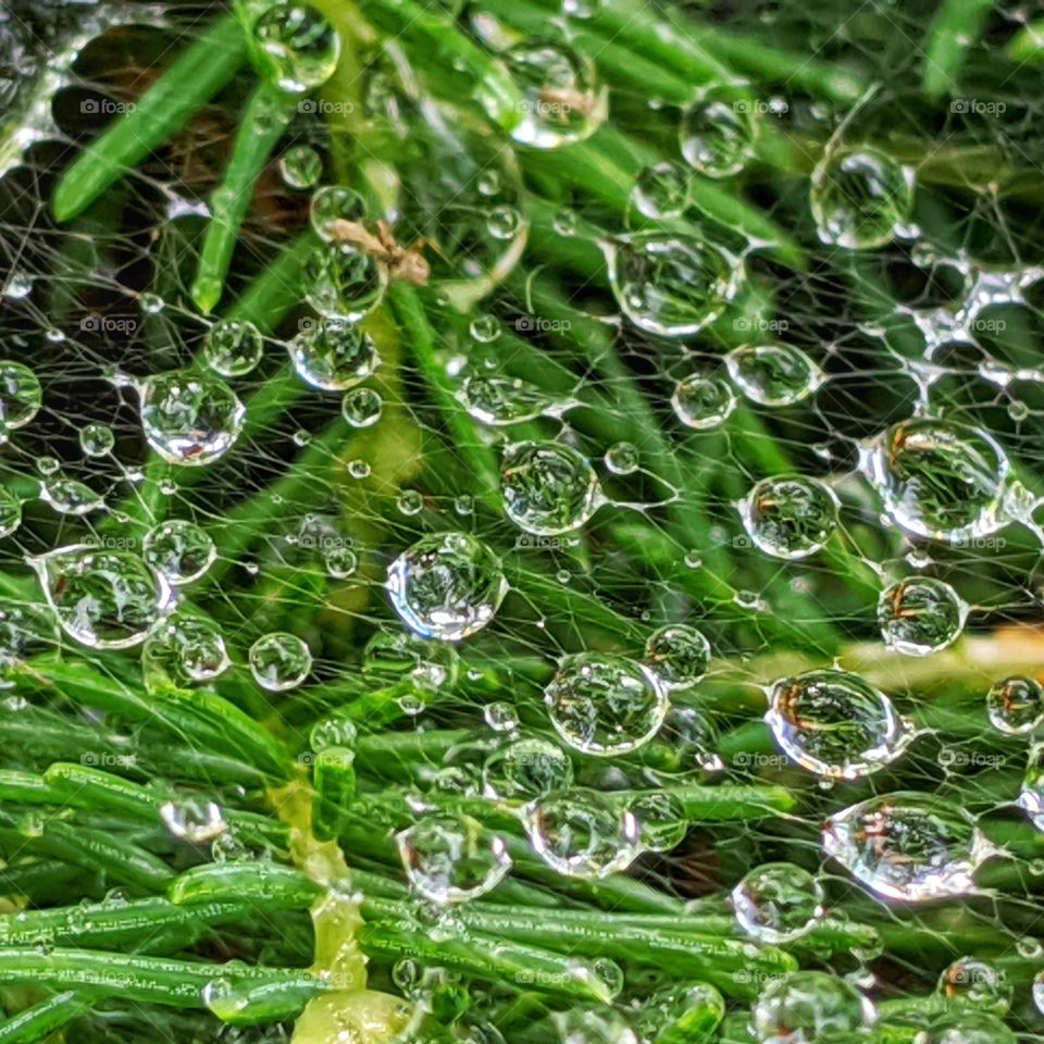Raindrops caught on spider webs under green pine needles.