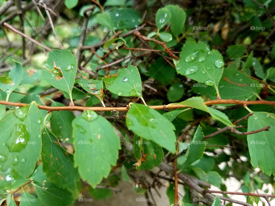 Leaves with waterdrops