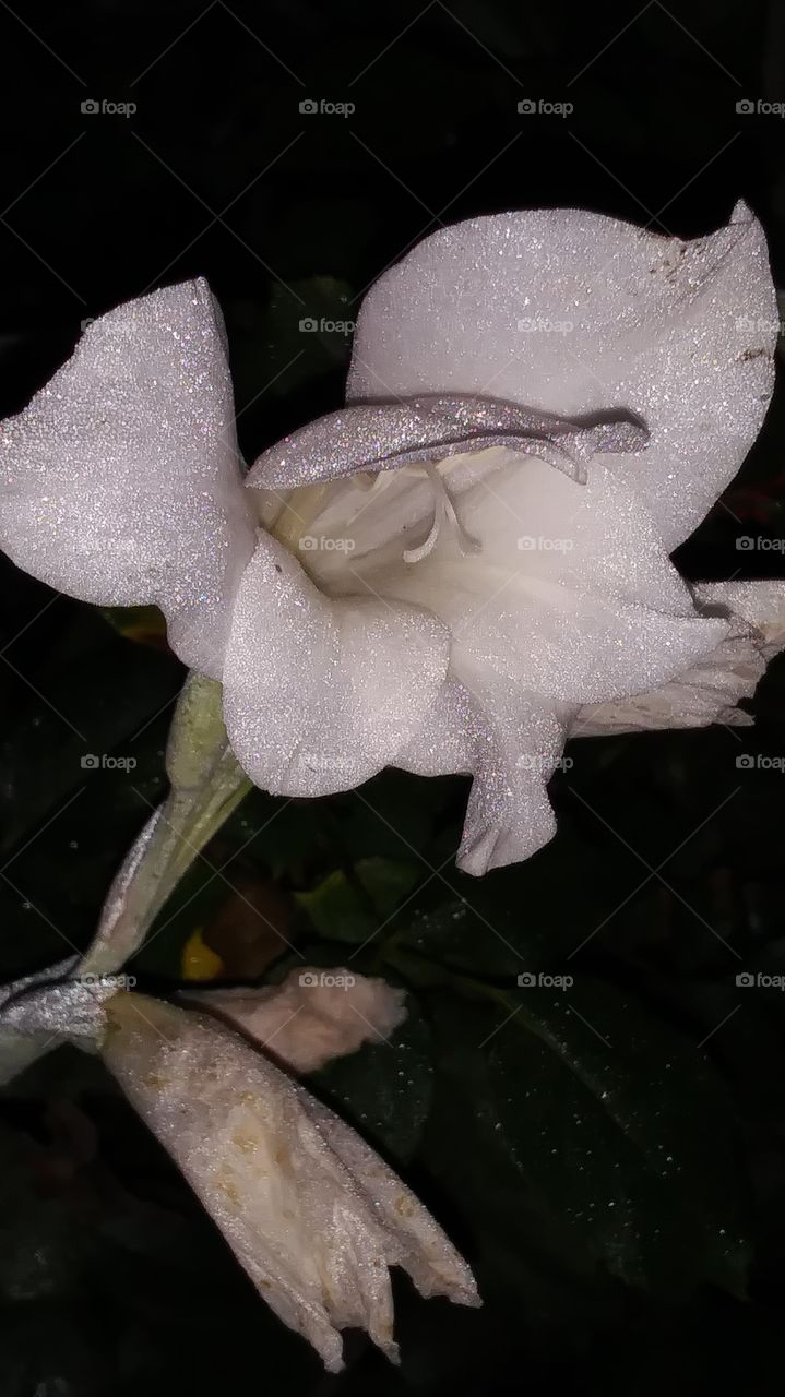 neighbor's 💐 flowers😌