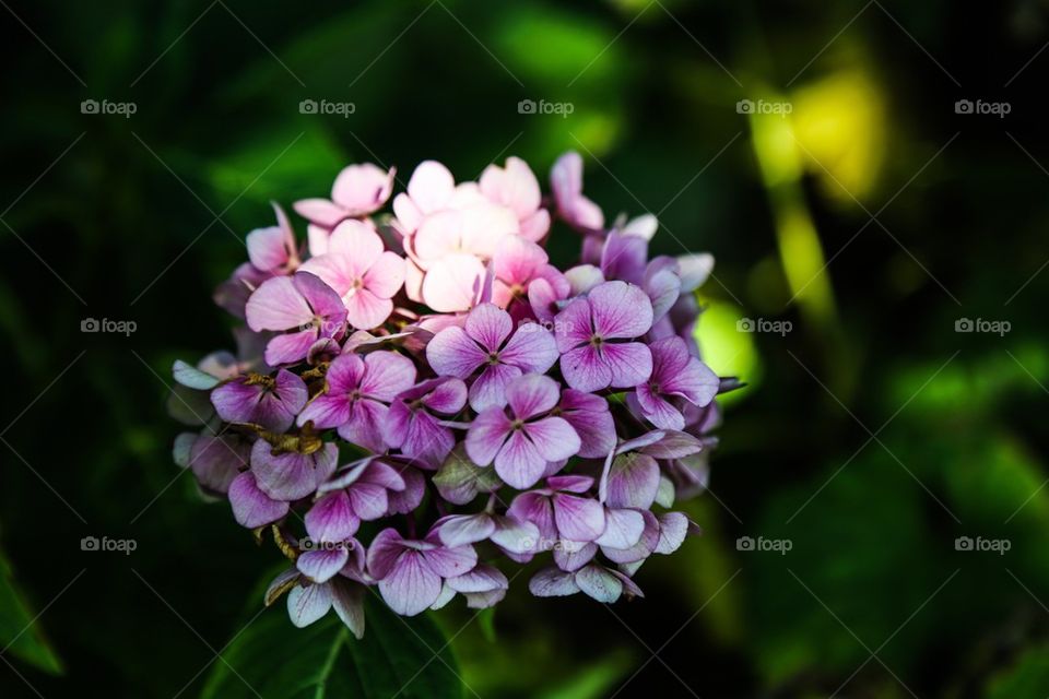 Flowers . Pink colored Hortensia half shadowed