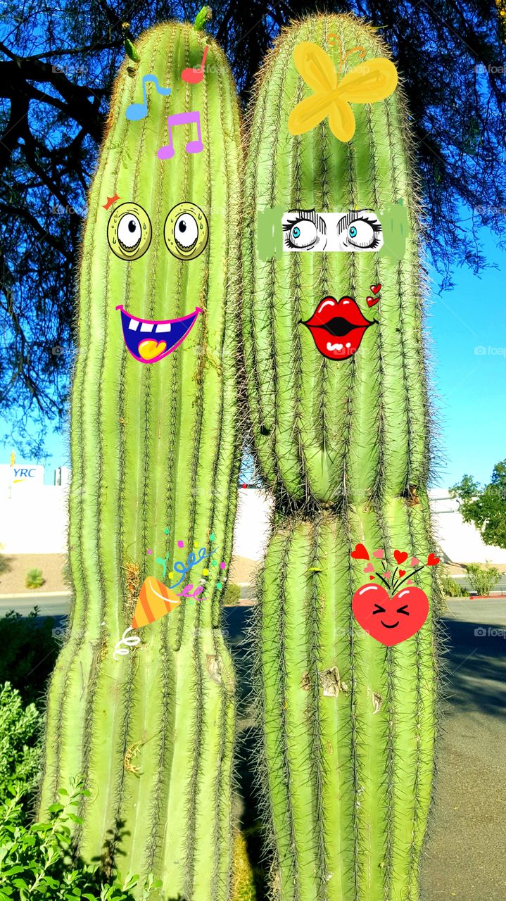 Joke, funny cacti