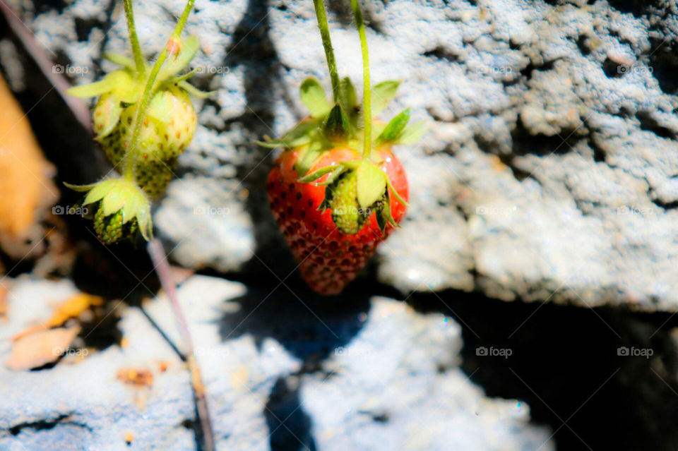 Ripening berries