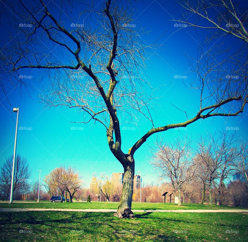 Tree at Niagara Falls State Park