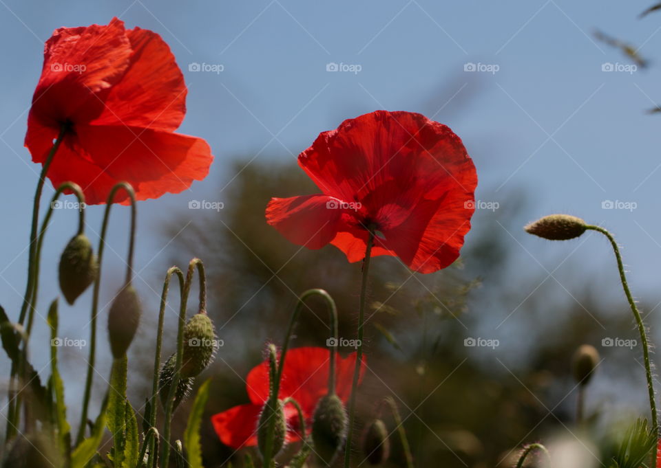 Low angle view of a red poppy