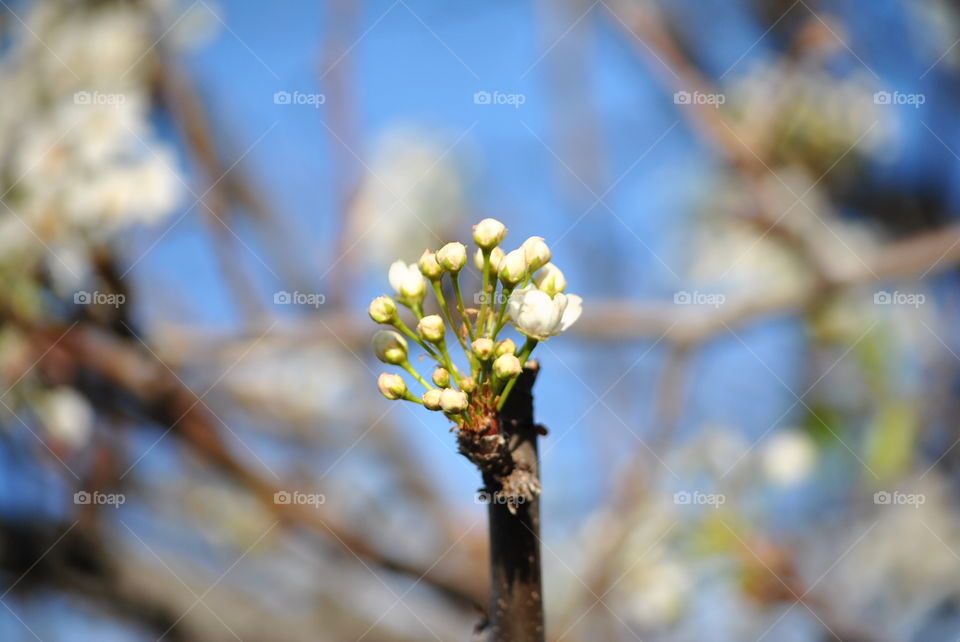 budding flower