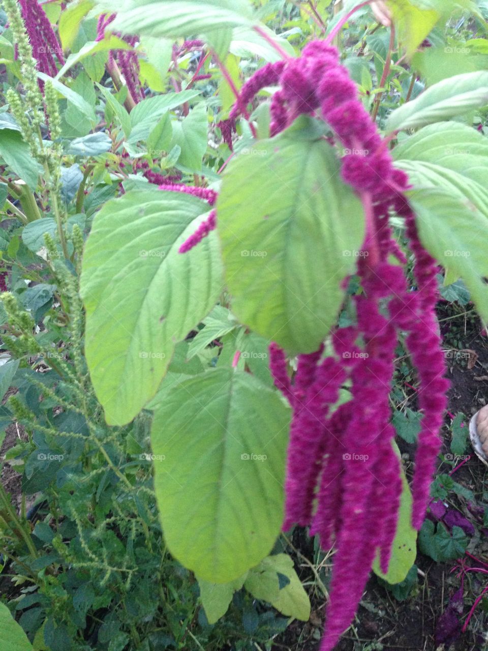 Flowers