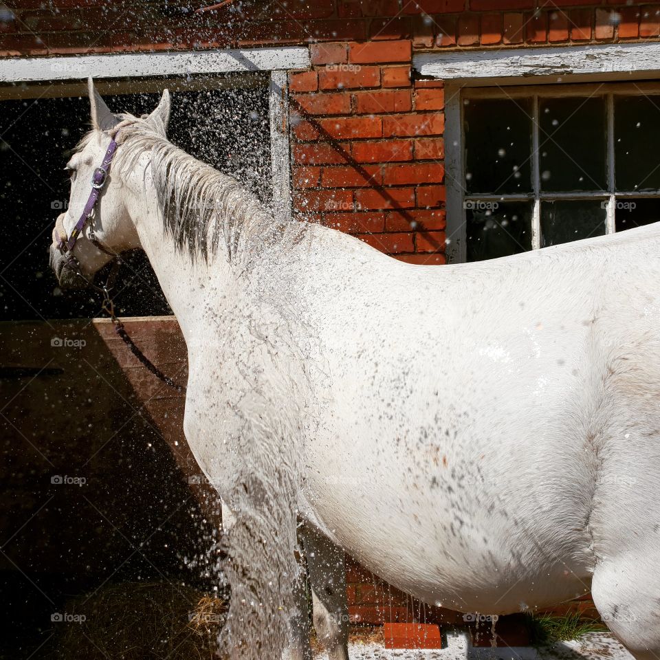 washing a white horse clean