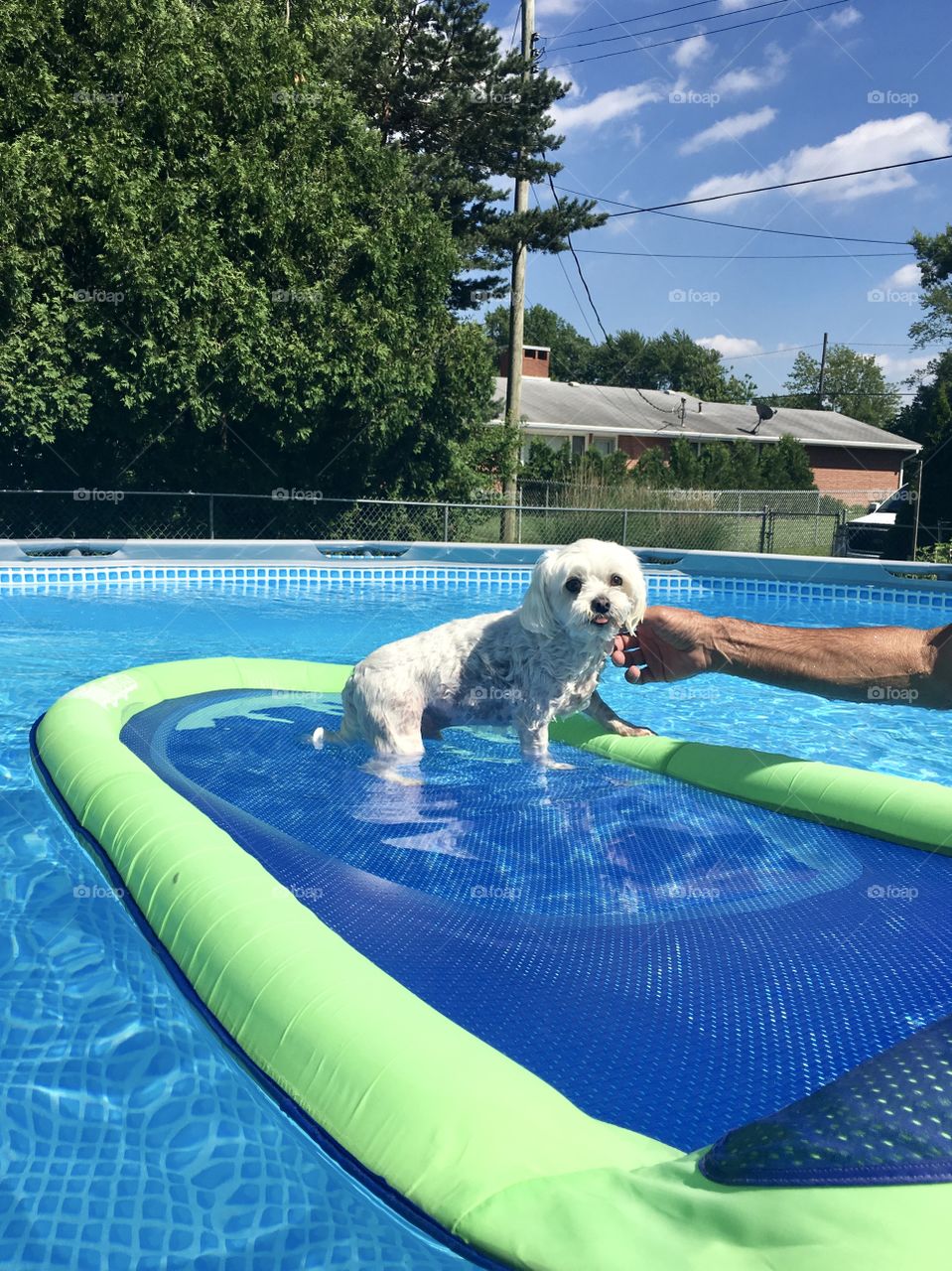 White Maltese breed dog in pool on raft in summer 