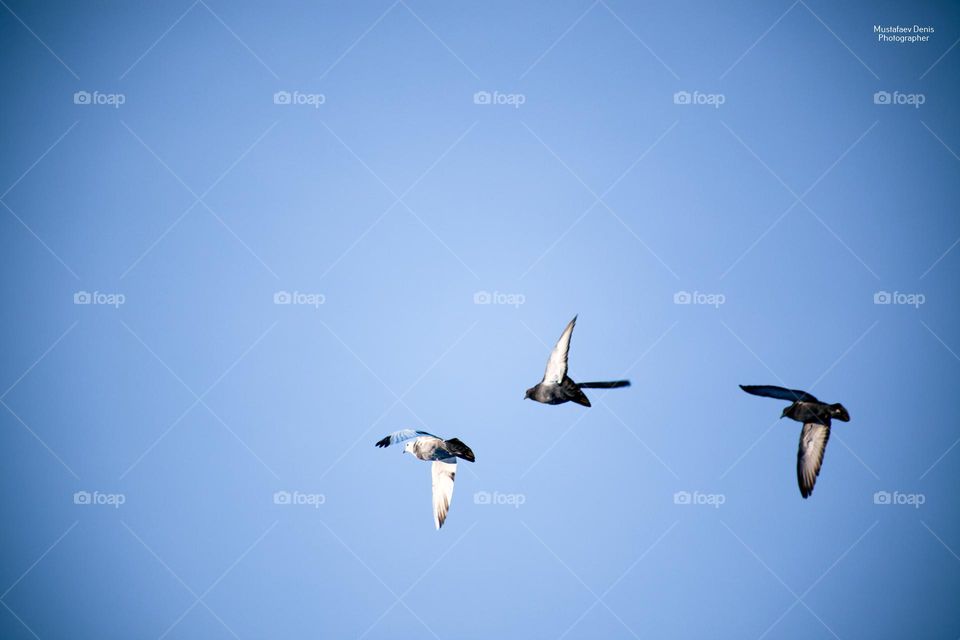 sky birds