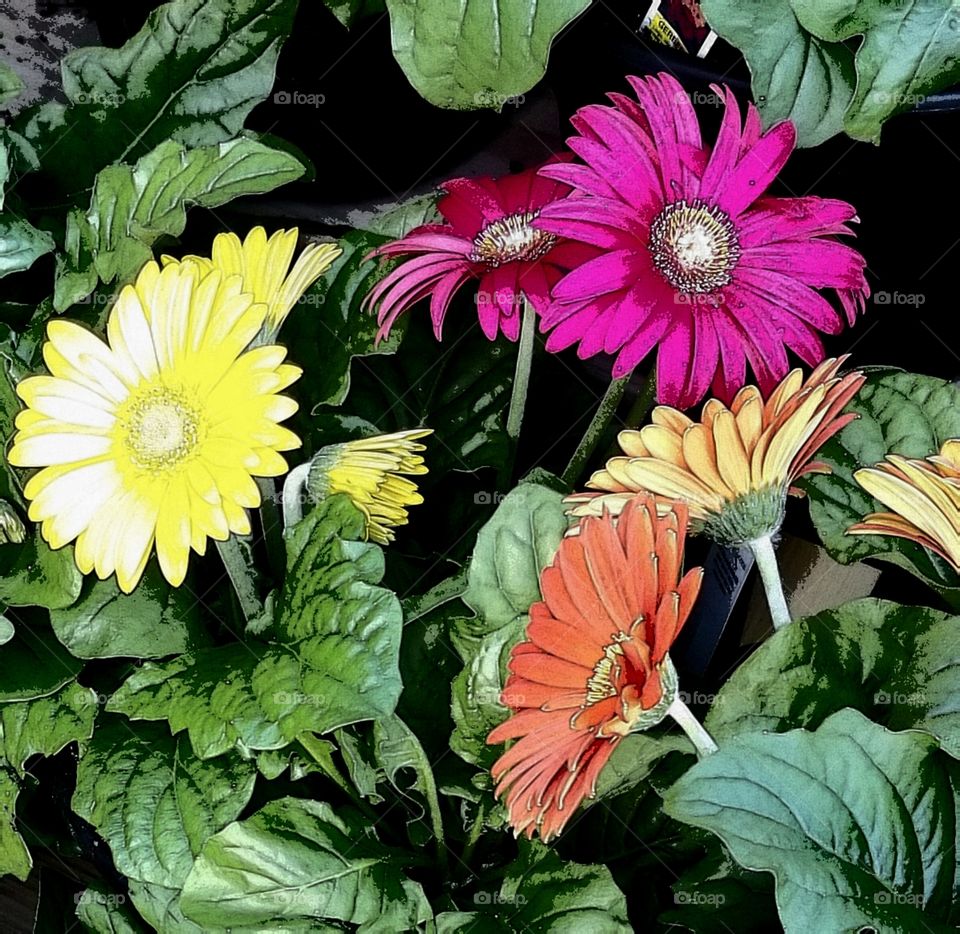 Flowers Of The Garden