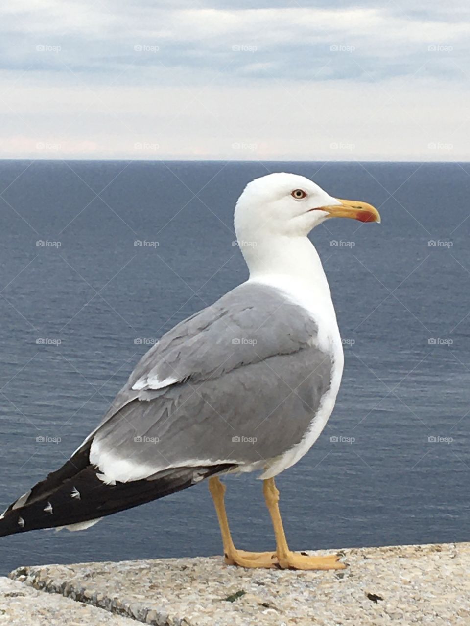 Seagull observing me