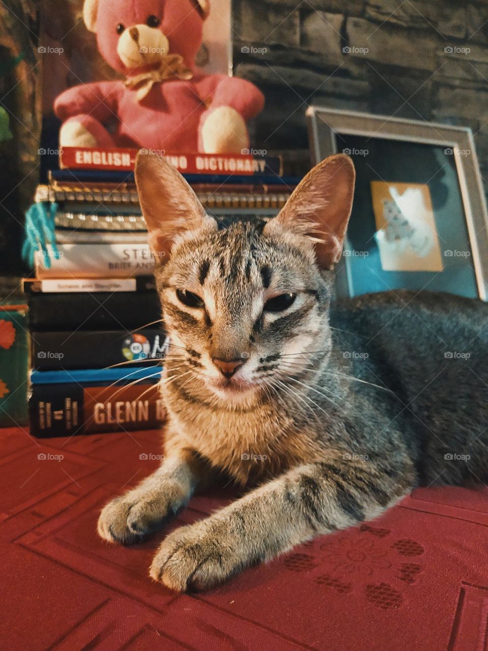 My majestic furbaby ❤️