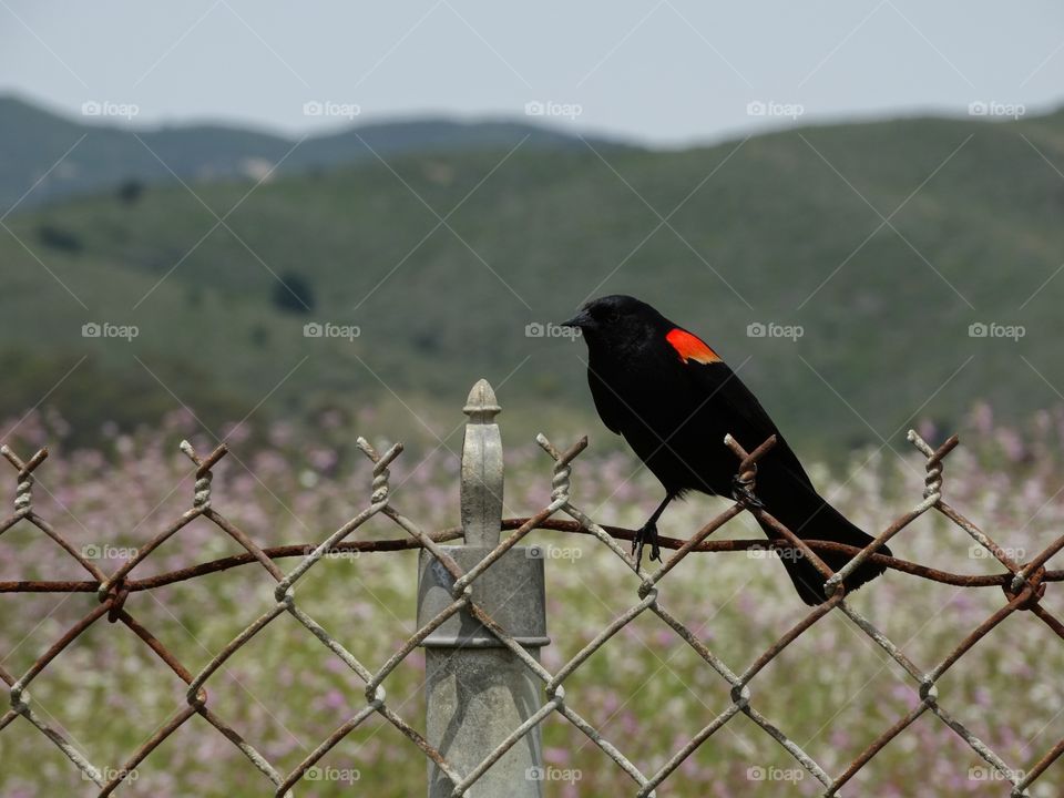 Redwing Blackbird