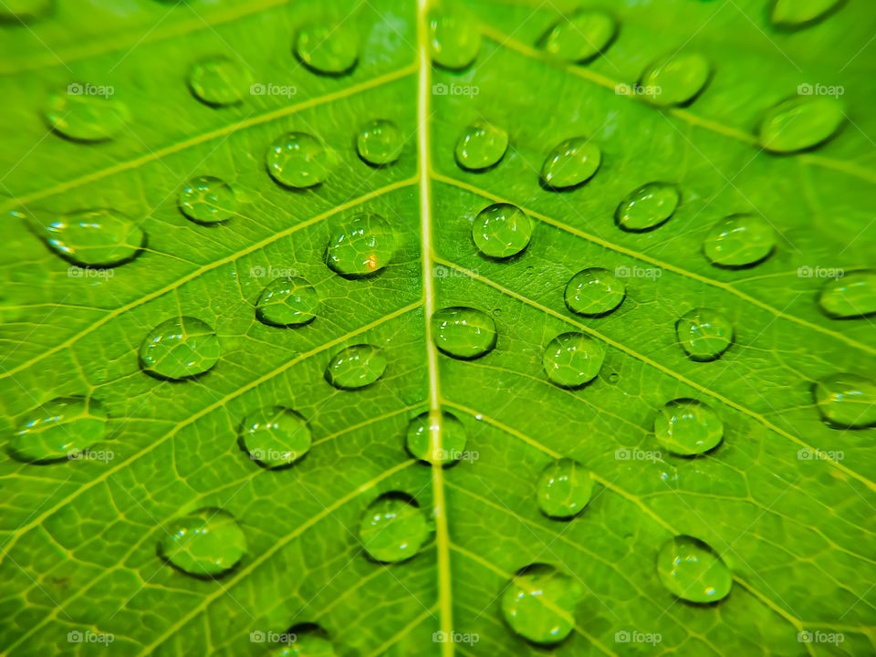 full frame shot of water drops on green bodhi leaves