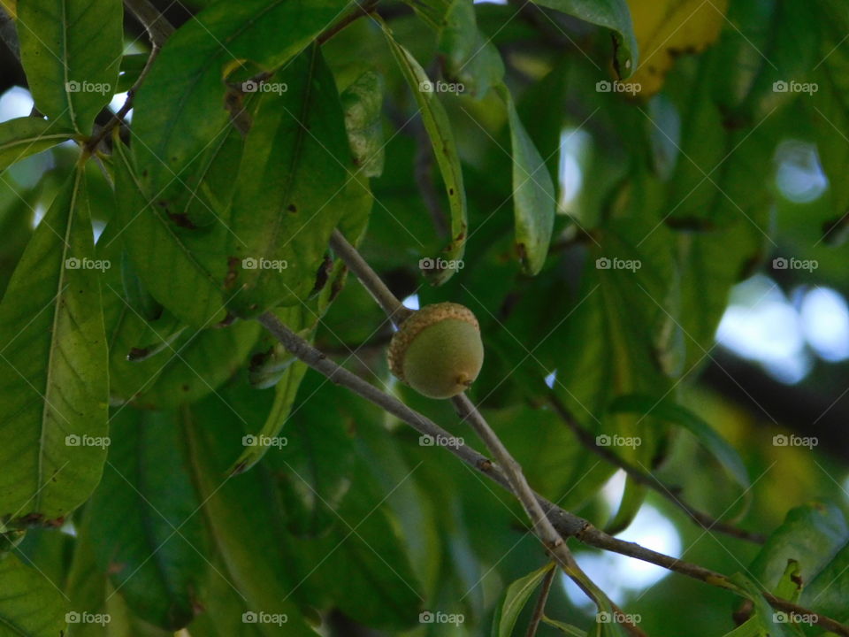 Green acorn in tree