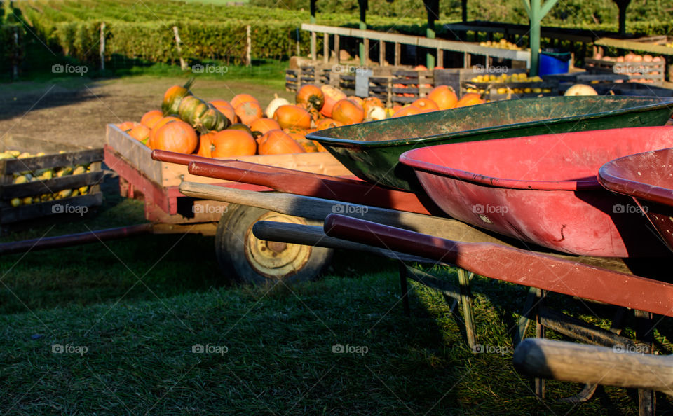 Pumpkin picking at the pumpkin patch traditional Halloween and Thanksgiving autumn harvest outdoor activity 