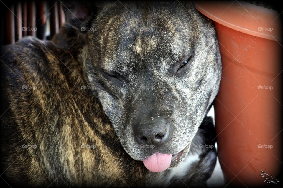 Pet dog sleeping with tongue hanging out. Brindle pit mix. Sleeping fur baby. Female dog sleeping. 