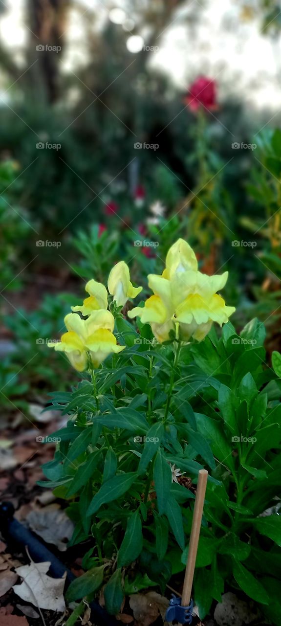 flowers and plants