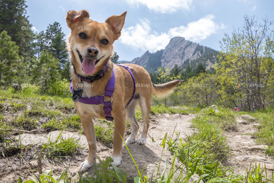 Dog on an adventure in the mountains 