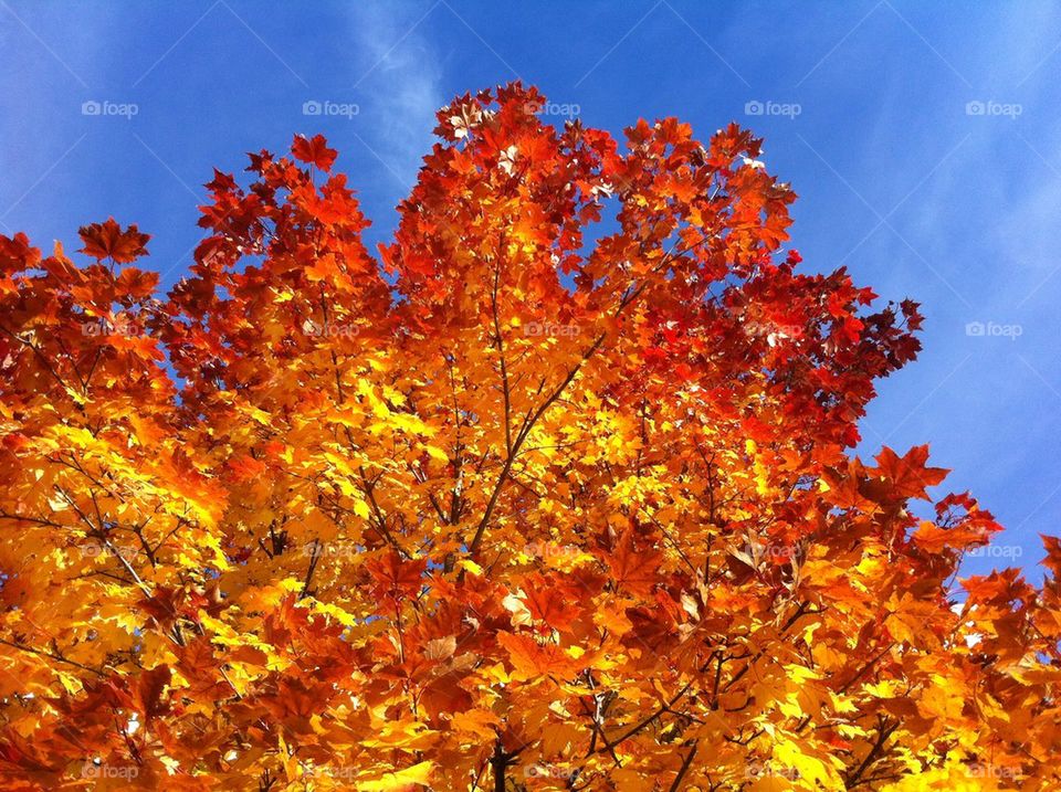 Autumn leaves in blue sky