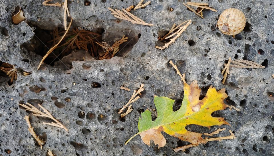 Oak Leaf And An Acorn On Lava Rock In Autumn