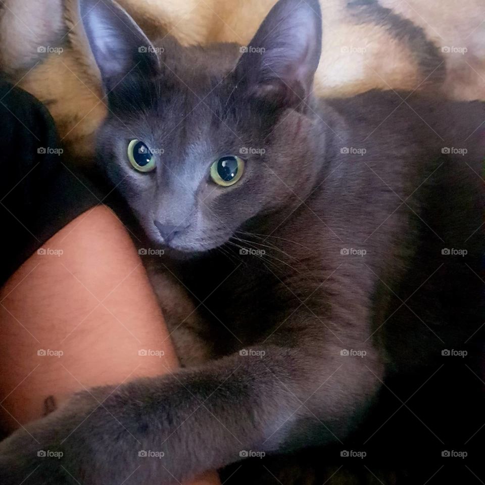 beautiful kitty beautiful green eyes and grey fur ❤❤❤