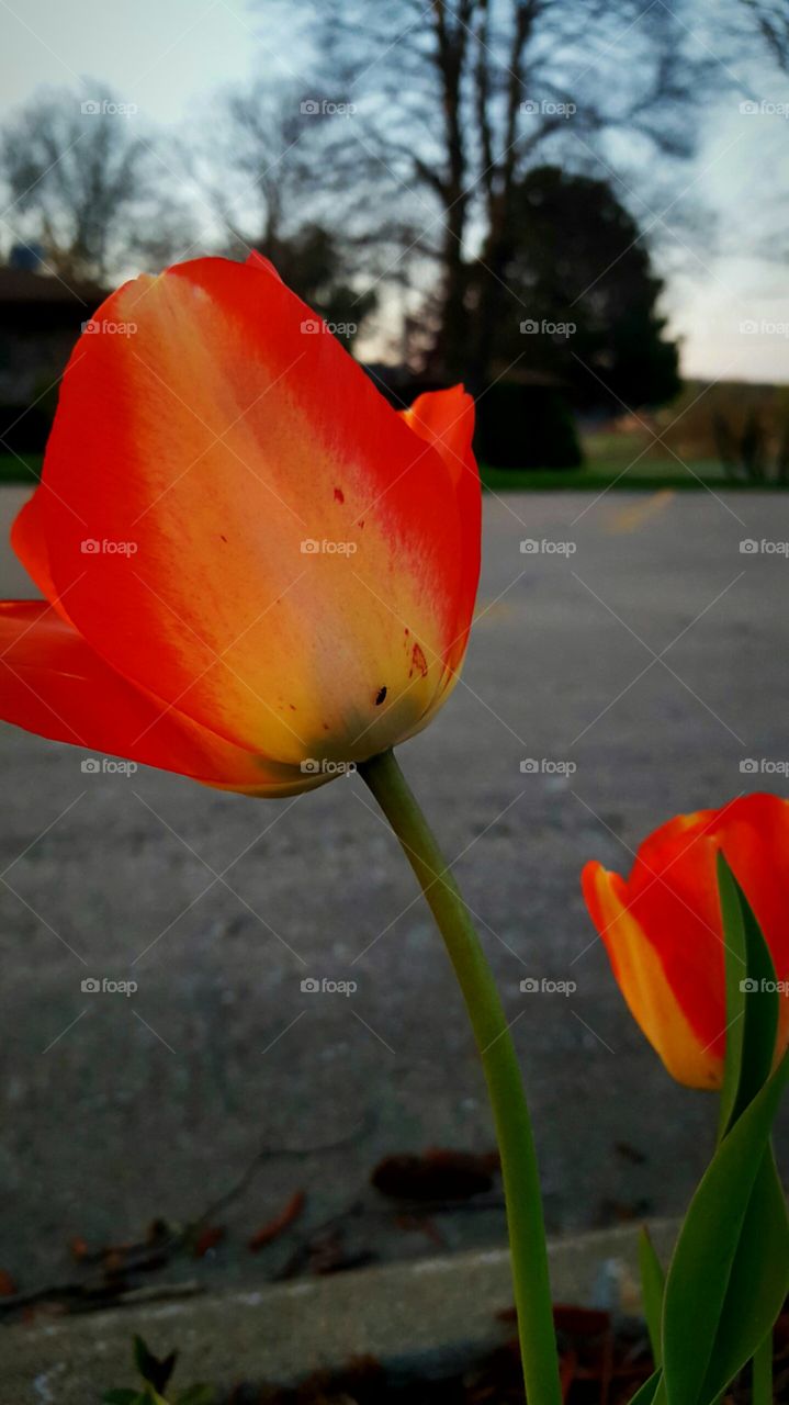 tulip