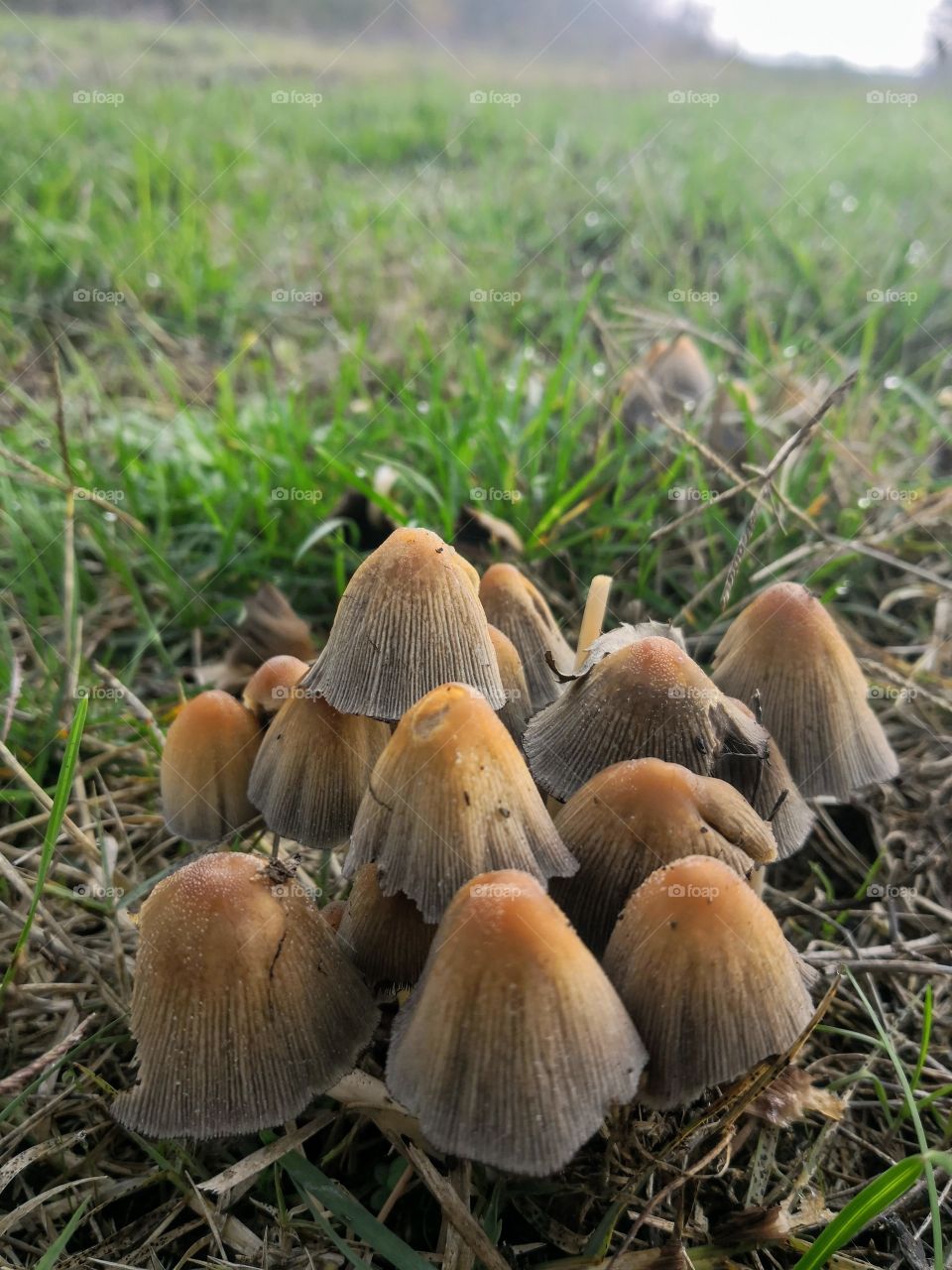Group of Mushrooms