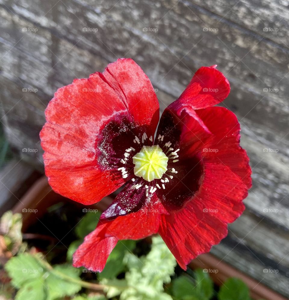 Pretty little poppy 