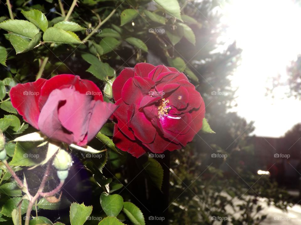 Rose bush 